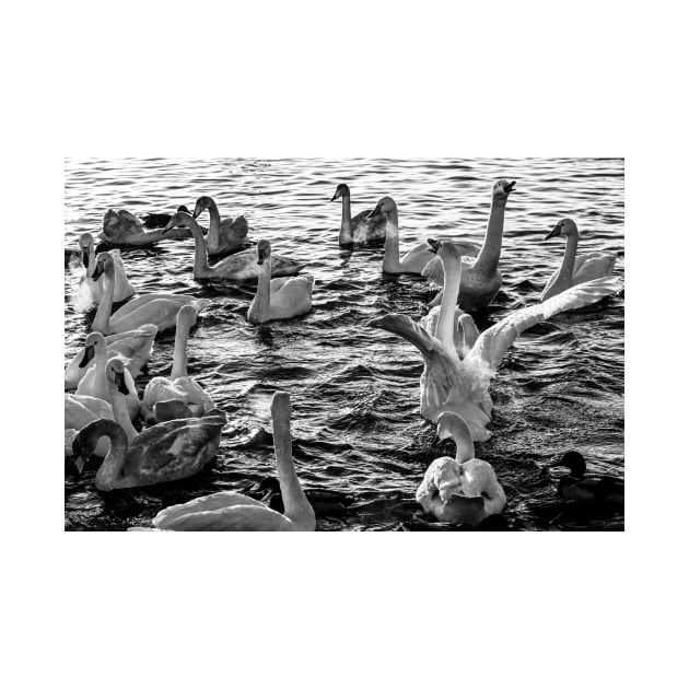 Swan Lake B&W by Kate-P-