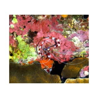 Banded Coral Shrimp on Colorful Coral T-Shirt