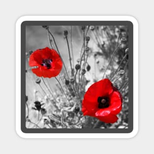 Red Poppies of Summer Magnet