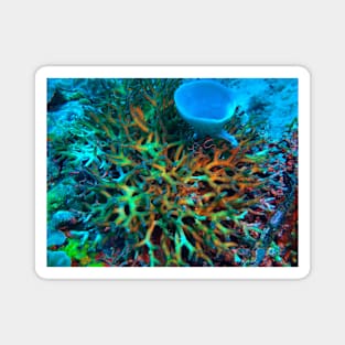 Staghorn coral Magnet