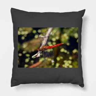 Red-Tailed Pennant Dragonfly Pillow