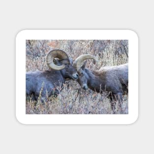 Bighorn Sheep Magnet