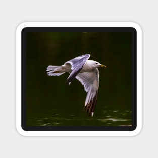 A Gull Flying Over a Lake Magnet