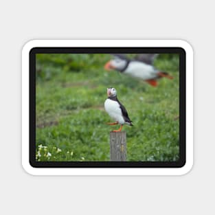 Puffin photobomb Magnet