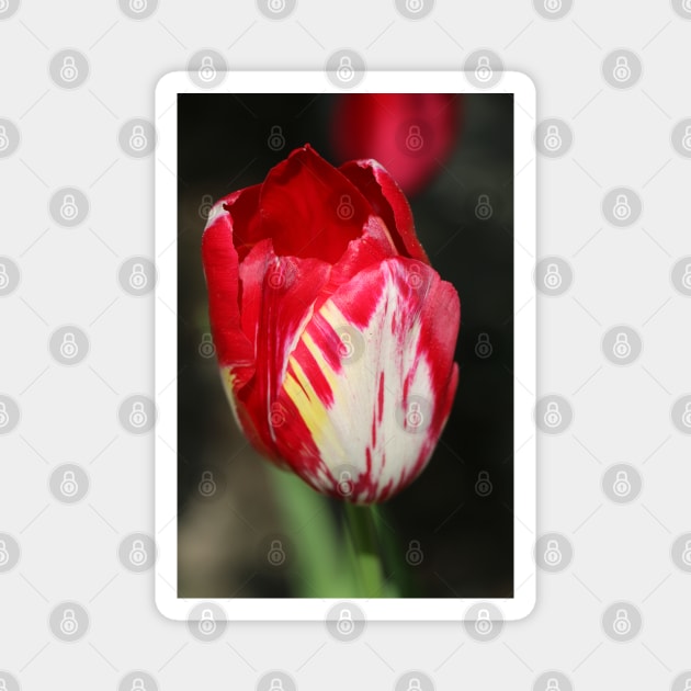 eine Tulpe rot und weiss Magnet by OVP Art&Design