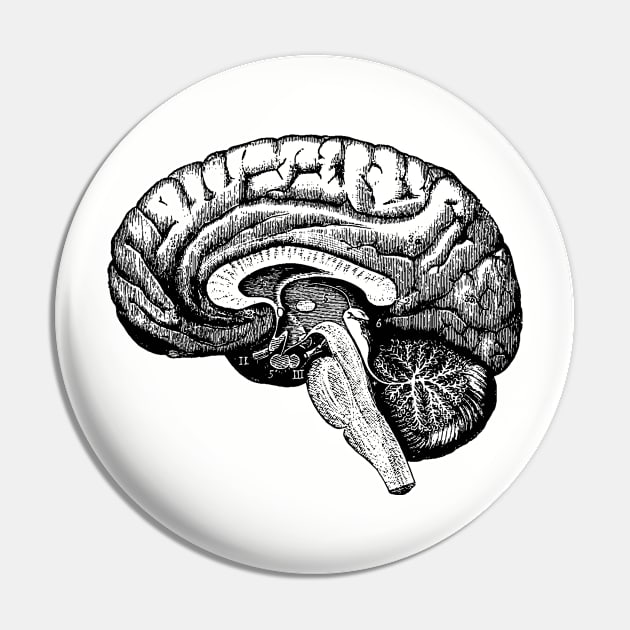 Vintage illustration of a human brain Pin by mike11209