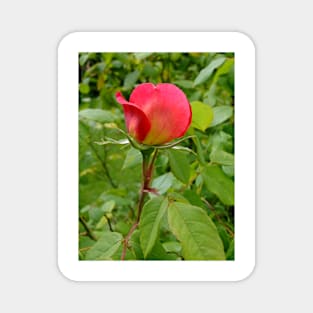 Tea Rose Magnet