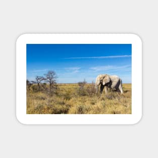 Lonely Elephant in Etosha National Park, Namibia Magnet