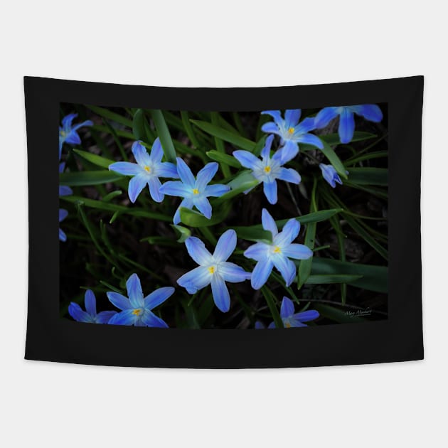 Scilla Flowers In The Morning Tapestry by machare