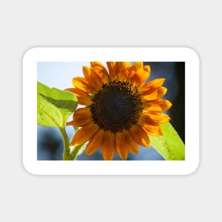 Sunflower Series VII Magnet