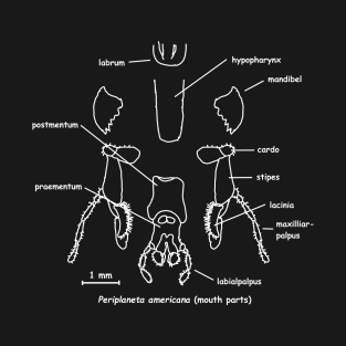Cockroaches mouthparts, labeled T-Shirt