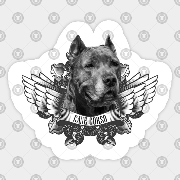 Cane Corso Italian Mastiff