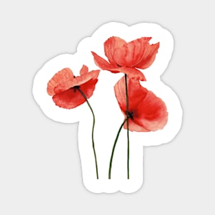 Watercolor poppies Magnet