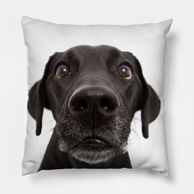 Funny Cute Dog Face Gift Pillow by William Edward Husband