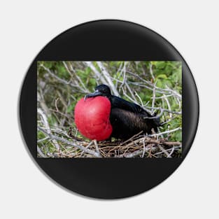 Magnificent Frigatebird Pin