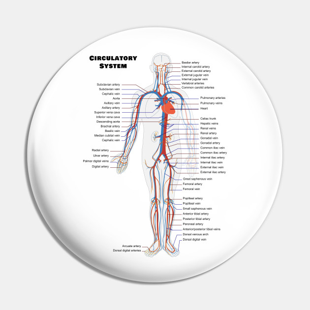 Vein Chart