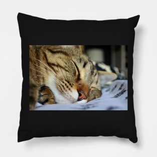 Sleeping Cat Pillow