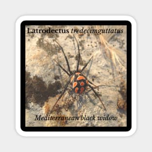 Latrodectus tredecimguttatus -  Mediterranean black widow Magnet