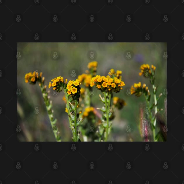 Tiny Yellow Wildflowers by nancy.hajjar@yahoo.com