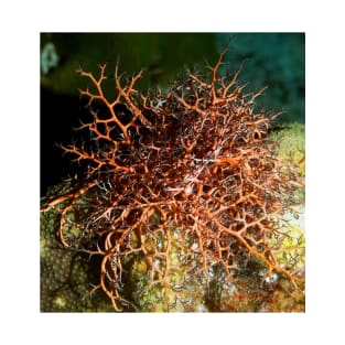 Orange Giant Basket Star T-Shirt