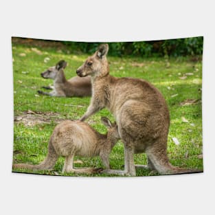 Mother Eastern Grey Kangaroo feeding Joey Tapestry