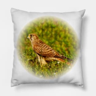 Kestrel Pillow