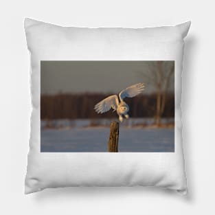 Snowy Owl taking off Pillow
