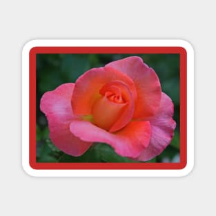 A Rose in June Magnet