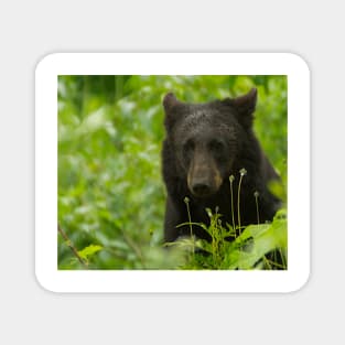 Wet Black Bear Magnet