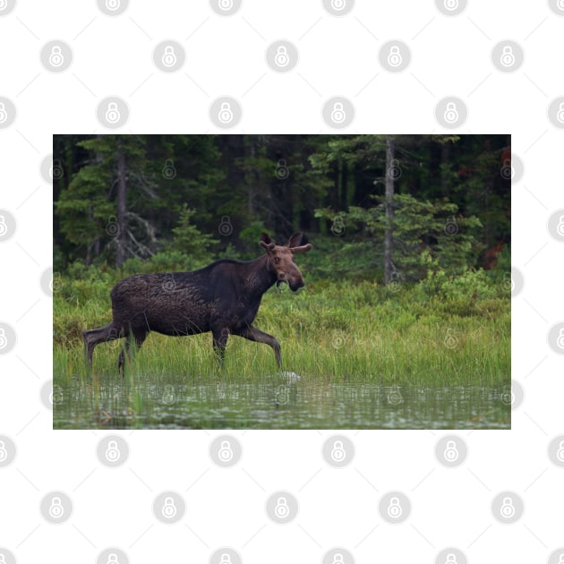 Moose on the loose, Algonquin Park, Canada by Jim Cumming