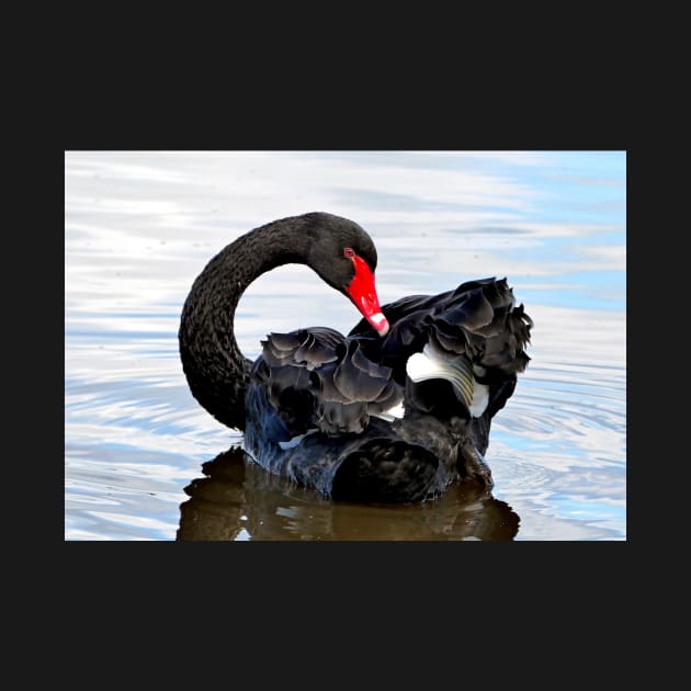 A Beautiful Black Swan by MinnieWilks