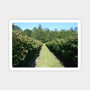 Raspberry Farm Nature Photography Pacific Northwest Magnet