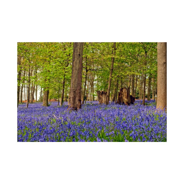 Bluebell Woods Greys Court Oxfordshire UK by AndyEvansPhotos