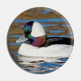 Male Bufflehead Duck at the Pond Pin