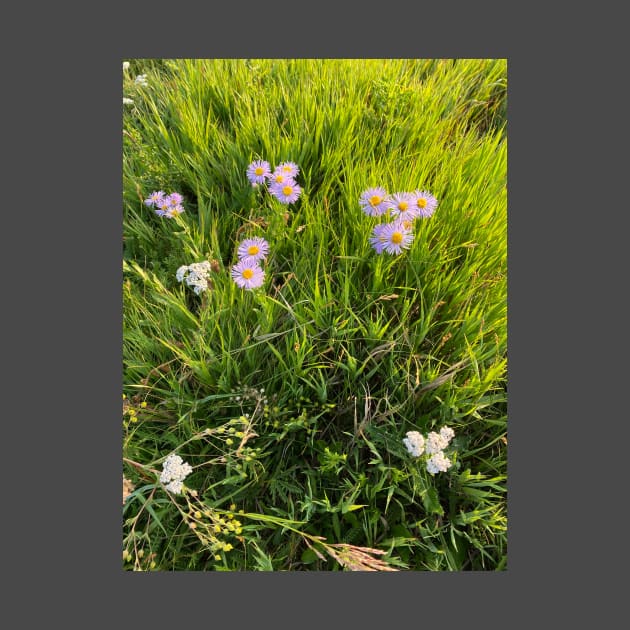 Mountain daisies by Art Quilts by Rhonda