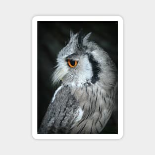 Small grey owl Magnet
