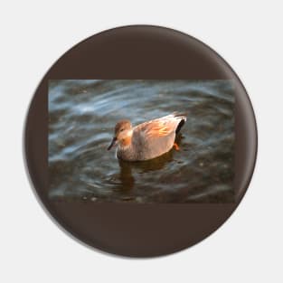 Gadwall Duck Drake on the Lake Pin