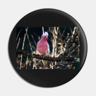 Galah Pin