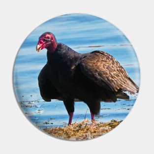 Turkey Vulture Staring A The Camera Pin