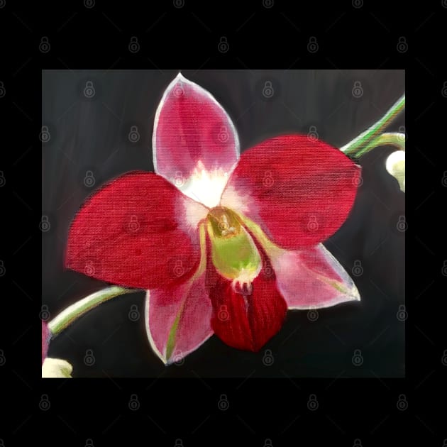 Blooming Red Orchid by Lady Lilac