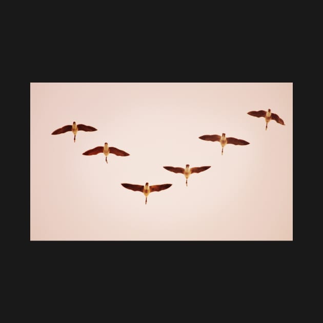 Geese Flying In 'V' Formation by LaurieMinor