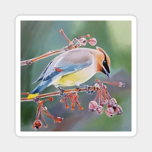 Cedar Waxwing with Crabapples - bird painting Magnet