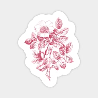 Wild Rose Monochrome Illustration Magnet