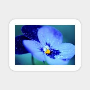 Pansy Blues Magnet