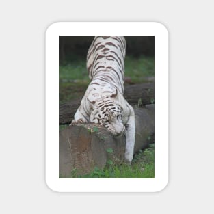 White Bengal Tiger Marking Territory Magnet