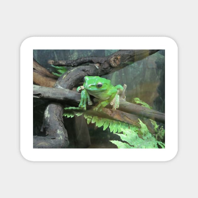 Green frog, photography. Magnet by Design images