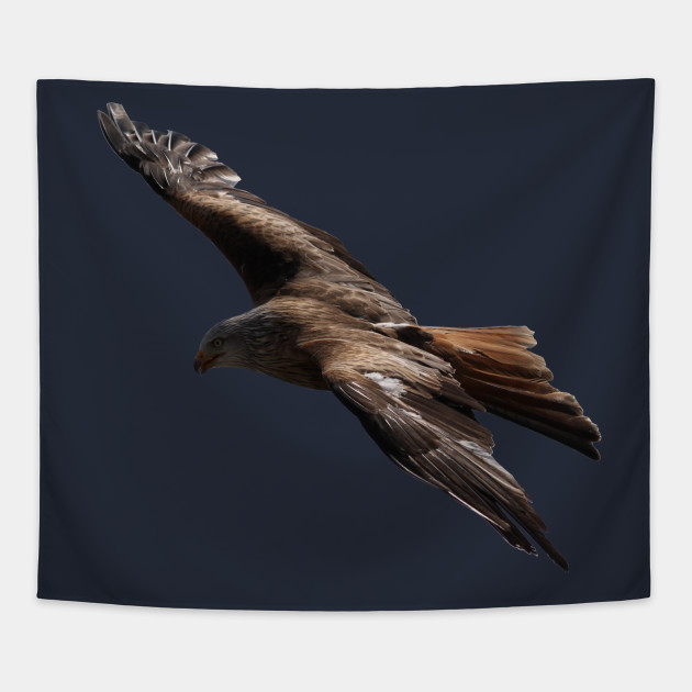 Golden Eagle Flight Birding Raptor Photo Bird Lover