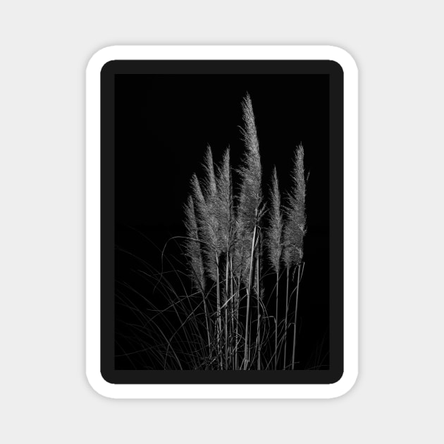 Vertical pampas grass on black background. Magnet by brians101