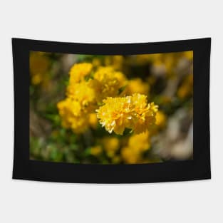 Kerria Japonica Pleniflora Tapestry