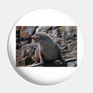 Australian Fur Seal 2 Pin